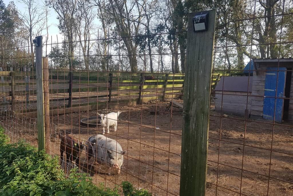 B&B Hoeve Dijkstal Logeren Op De Boerderij ซินท์ มาร์เท็น ภายนอก รูปภาพ