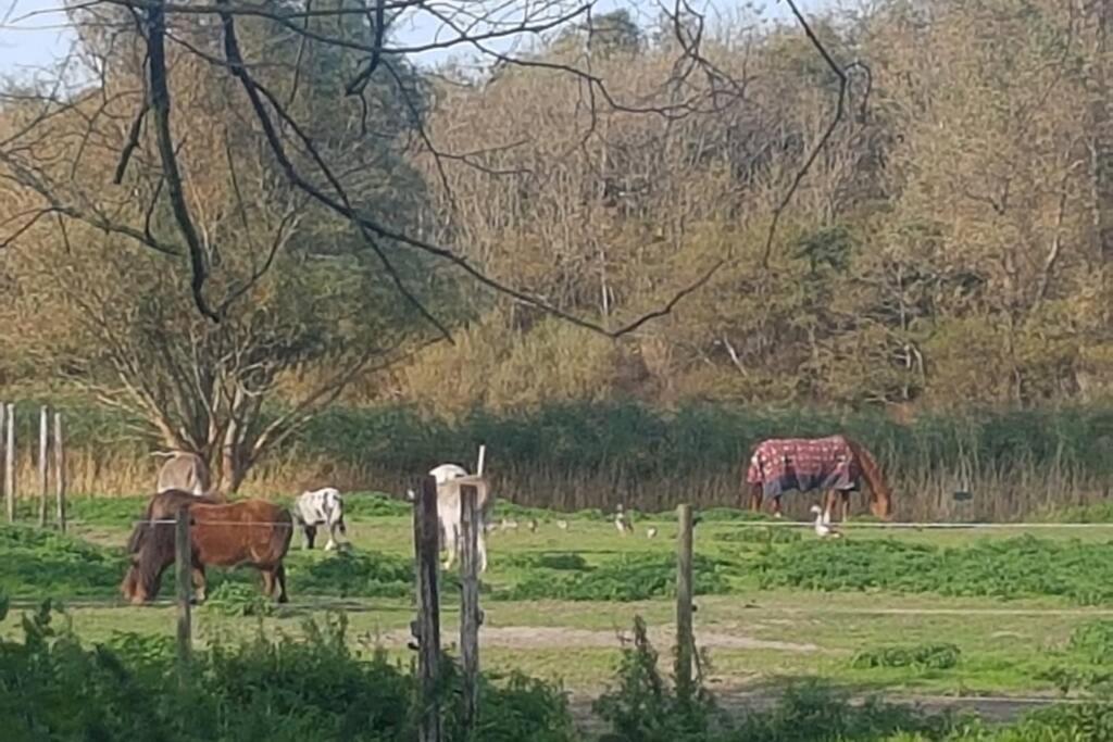 B&B Hoeve Dijkstal Logeren Op De Boerderij ซินท์ มาร์เท็น ภายนอก รูปภาพ